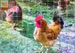Gray Plastic Poultry Nets, Plastic Poultry Netting, 1M High, 30M Length, Garden Mesh