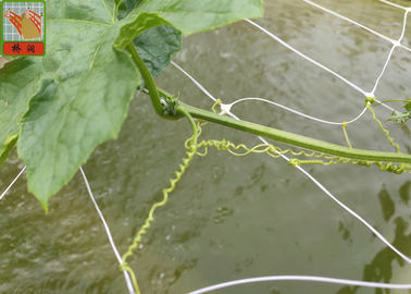 شبکه پیو کشاورزی برای حمایت از گیاهان، سفید رنگ BOP شبکه مشبک پلاستیکی